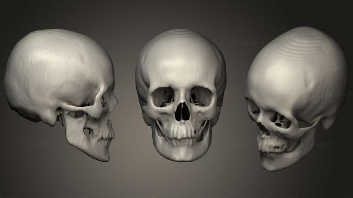 Анатомия скелеты и черепа (Череп Женский без возраста, ANTM_1282) 3D модель для ЧПУ станка